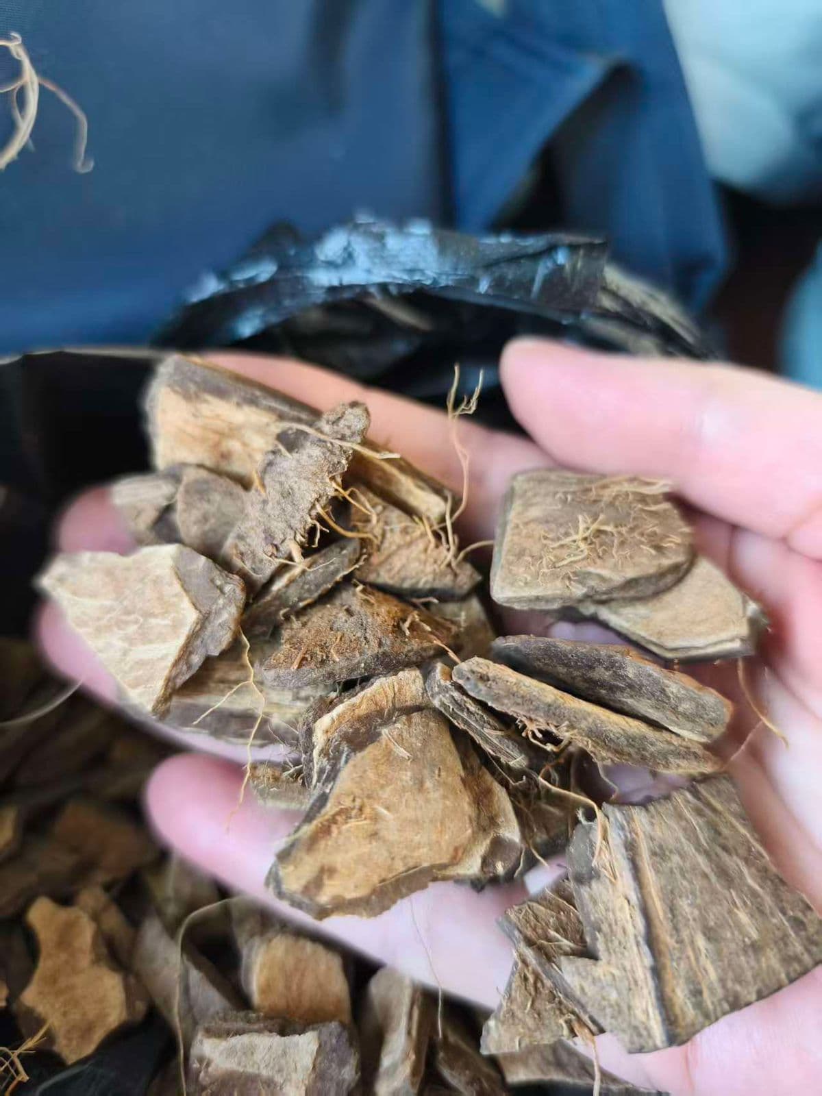 Raw coconut shell material inspection before charcoal carbonization